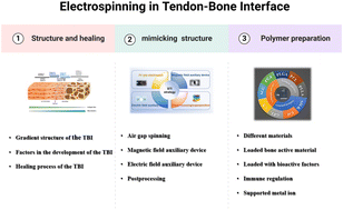 Graphical abstract: Electrospinning technology: a promising approach for tendon–bone interface tissue engineering