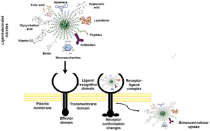 Graphical abstract: Advances in active targeting of ligand-directed polymeric nanomicelles via exploiting overexpressed cellular receptors for precise nanomedicine