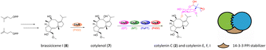 Graphical abstract: Total biosynthesis of cotylenin diterpene glycosides as 14-3-3 protein–protein interaction stabilizers