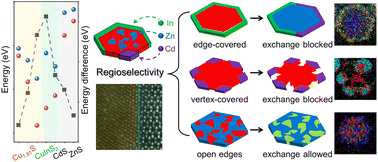 Graphical abstract: Determinants of regioselectivity of heterostructures in cation exchange reactions