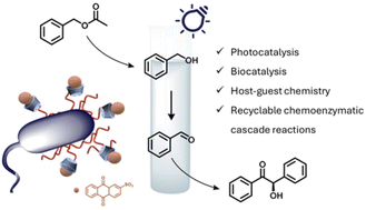 Graphical abstract: Host–guest chemistry on living cells enabling recyclable photobiocatalytic cascade