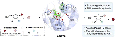 Graphical abstract: Biocatalytic synthesis of ribonucleoside analogues using nucleoside transglycosylase-2