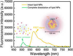 Graphical abstract: Capturing the dynamic integrity of carbocyanine fluorophore-based lipid nanoparticles using the FRET technique