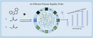 Graphical abstract: A polymer rigidity probe based on ultralong organic room temperature phosphorescence of a new skeleton benzo[4,5]imidazo[1,2-a]pyridine