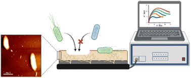 Graphical abstract: Bacterial imprinted polymer-based detection of Escherichia coli using polydopamine on gold nanodendrite/graphene oxide modified electrodes