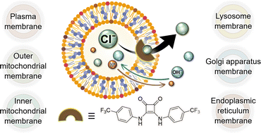 Graphical abstract: Anion transport in biologically relevant lipid mixtures