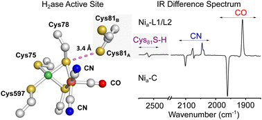 Graphical abstract: A strong H-bond between a cysteine and the catalytic center of a [NiFe]-hydrogenase