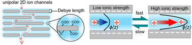 Graphical abstract: Programmable cation migration in unipolar 2D ion channels via dynamic Debye length