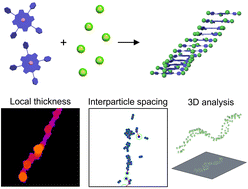 Graphical abstract: Supramolecular assemblies and nanoparticle integration studied through quantitative image analysis and 3D reconstruction