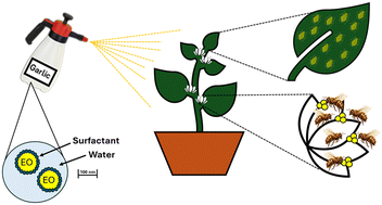 Graphical abstract: Is natural always safe? Effective botanical nano-aphicide can be harmful to pollinators