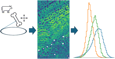 Graphical abstract: Biomineral displays systematic spatially varying crystallographic properties in fibrolamellar bone as revealed by position resolved X-ray diffraction