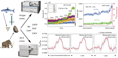 Graphical abstract: Comparative high spatial resolution measurements of Sr isotopic composition in bio-apatite using different LA-MC-ICPMS configurations: application to faunal (sub)seasonal mobility studies