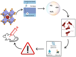 Graphical abstract: Perovskite-based photocatalysis for microbial inactivation: materials, mechanisms, and challenges