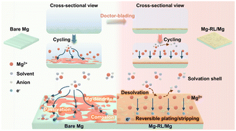 Graphical abstract: Mg-Rich LAPONITE® interface protective layer enables reversible, corrosion-resistant anodes for high-performance magnesium metal batteries