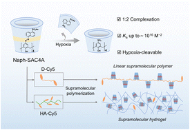 Graphical abstract: High-affinity 1 : 2 recognition based on naphthyl-azocalix[4]arene and its application as a cleavable noncovalent connector in constructing responsive supramolecular polymeric materials