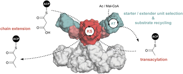 Graphical abstract: Biochemical dissection of a fungal highly reducing polyketide synthase condensing region reveals basis for acyl group selection