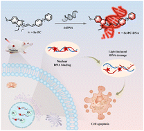 Graphical abstract: A nuclear targeted type-I photosensitizer for anti-tumor therapy