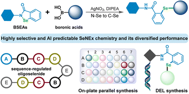 Graphical abstract: Highly selective and AI-predictable Se–N exchange chemistry between benzoselenazolones and boronic acids for programmable, parallel, and DNA-encoded library synthesis