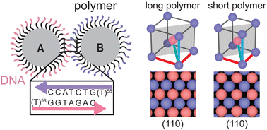 Graphical abstract: The underappreciated role of nonspecific interactions in the crystallization of DNA-coated colloids