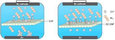 Graphical abstract: A sulfonated cellulose separator for high-areal-capacity and long-lifespan Zn–Br2 batteries