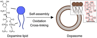 Graphical abstract: Dopasomes: dopamine-mediated cross-linked lipid vesicles
