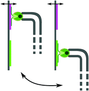 Graphical abstract: In vivo adhesion force measurements of Chlamydomonas on model substrates