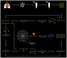 Graphical abstract: A copper-free and enzyme-free click chemistry-mediated single quantum dot nanosensor for accurate detection of microRNAs in cancer cells and tissues