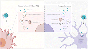 Graphical abstract: Unravelling the interactions of biodegradable dendritic nucleic acid carriers and neural cells