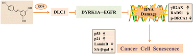 Graphical abstract: Resveratrol induces DNA damage-mediated cancer cell senescence through the DLC1–DYRK1A–EGFR axis