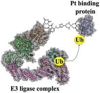 Graphical abstract: First-in-class metallo-PROTAC as an effective degrader of select Pt-binding proteins
