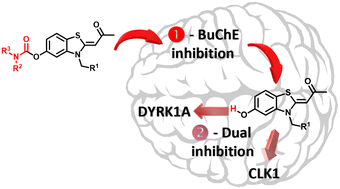 Graphical abstract: Design, synthesis and preliminary biological evaluation of rivastigmine-INDY hybrids as multitarget ligands against Alzheimer's disease by targeting butyrylcholinesterase and DYRK1A/CLK1 kinases