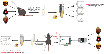 Graphical abstract: Rapid electrochemical detection of l-lactate in Baijiu affecting serotonin and dopamine secretion in mice