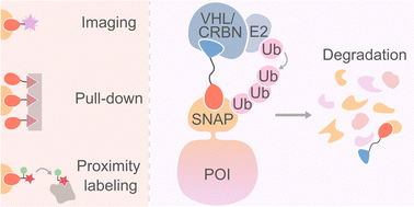 Graphical abstract: Induced degradation of SNAP-fusion proteins