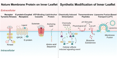 Graphical abstract: Chemistries on the inner leaflet of the cell membrane