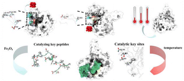 Graphical abstract: The effect of the allosteric regulation on the catalytic activity of fructosyltransferase studied via molecular dynamics simulations