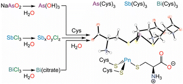 Graphical abstract: Synthesis and structural characterization of the heavy tricysteinylpnictines, models of protein-bound As(iii), Sb(iii), and Bi(iii)