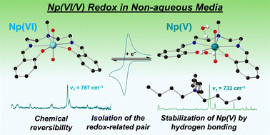 Graphical abstract: Electroanalytical characterization of Np(vi)/Np(v) redox in a pentadentate ligand environment and stabilization of [NpVO2]+ by hydrogen bonding