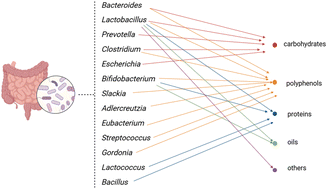 Graphical abstract: The interaction between various food components and intestinal microbiota improves human health through the gut–X axis: independently or synergistically
