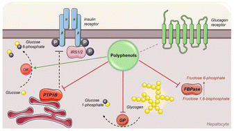 Graphical abstract: The potential effect of polyphenols in emerging pharmacological liver targets for glucose regulation and insulin resistance: a review