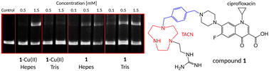 Graphical abstract: Towards catalytic fluoroquinolones: from metal-catalyzed to metal-free DNA cleavage