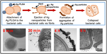 Graphical abstract: Effects of silver-decorated PLGA nanoparticles on Staphylococcus epidermidis biofilms and evaluation of the detoxification limit of bacteria against these nanoparticles