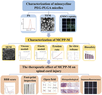 Graphical abstract: Preparation of a minocycline polymer micelle thermosensitive gel and its application in spinal cord injury