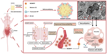 Graphical abstract: Oral delivery of MOMIPP lipid nanoparticles for methuosis-induced cancer chemotherapy