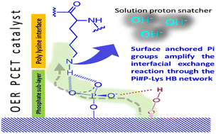 Graphical abstract: Water oxidation on a sustainable polymeric proton relay: the role of post-phosphating of an oxide sub-layer on PCET
