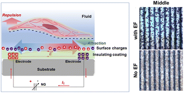 Graphical abstract: Inhibitory effects on smooth muscle cell adhesion and proliferation due to oscillating electric fields by nanogenerators