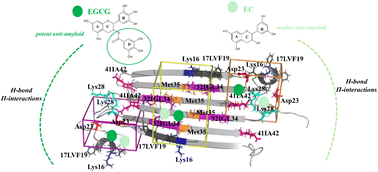 Graphical abstract: Understanding the mechanisms of green tea EGCG against amyloid β oligomer neurotoxicity through computational studies