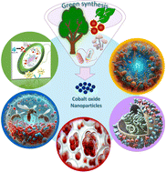 Graphical abstract: From green chemistry to biomedicine: the sustainable symphony of cobalt oxide nanoparticles
