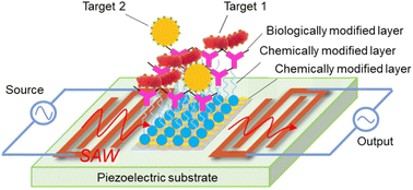 Graphical abstract: Foodborne pathogen detection using surface acoustic wave biosensors: a review