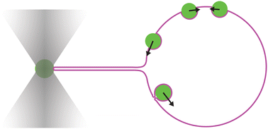 Graphical abstract: Repulsions and attractions between membrane-deforming spheres, Janus-particles, and opposite tube-like deformations in giant unilamellar vesicles
