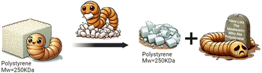 Graphical abstract: Expanded polystyrene is not chemically degraded by mealworms